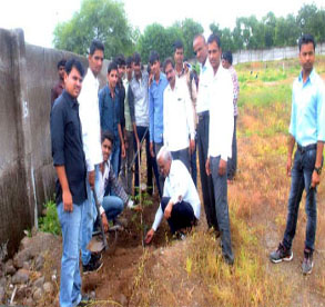 Tree Plantation